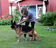 Fjällbrantens Eliza (2)